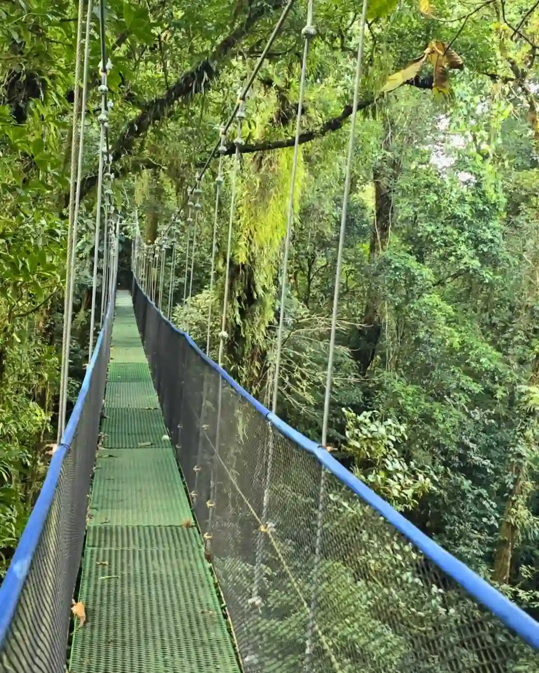 Walking among the treetops along pristine cloud forest canopy trails in Bijagua