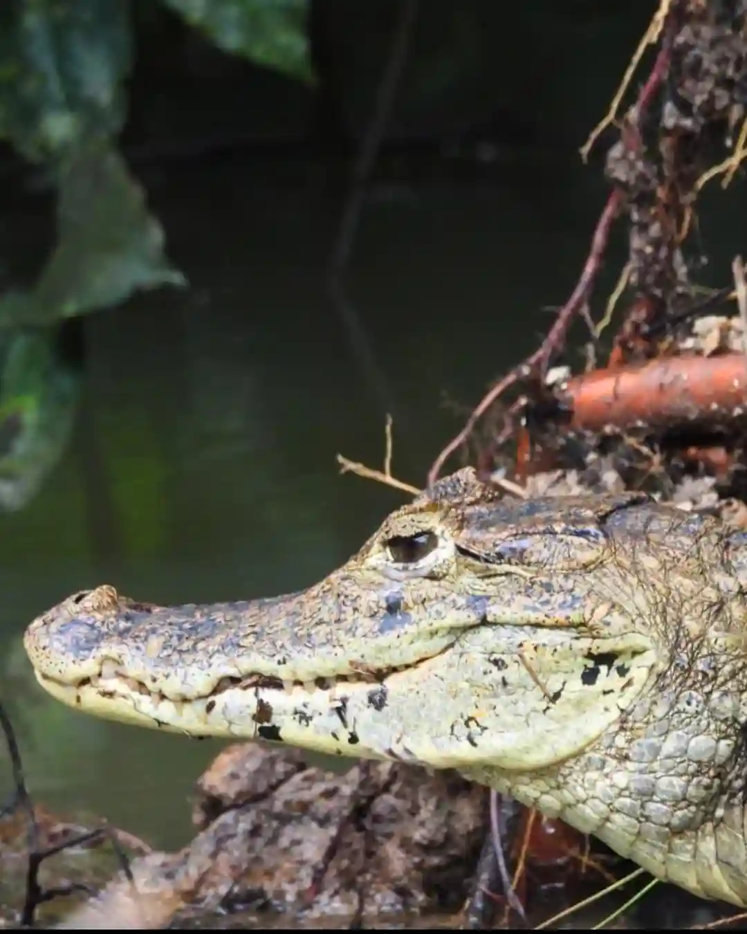 Spectacled caiman resting on a river log during a private Caño Negro wildlife refuge boat tour