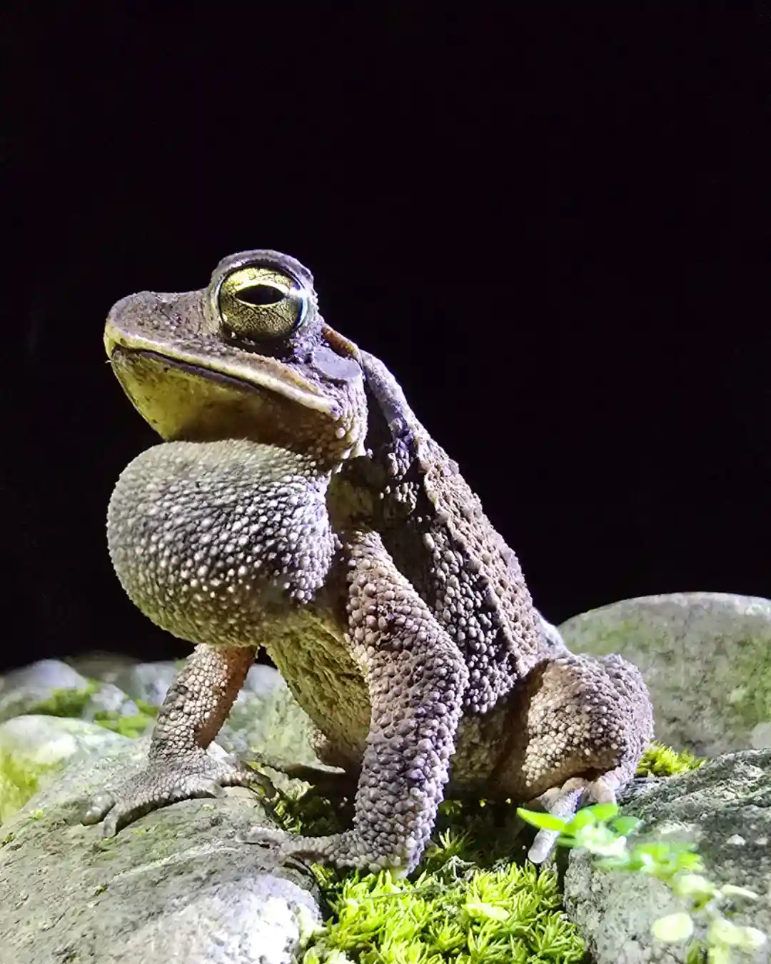 Night Walk Rio Celeste rainforest wildlife tracking