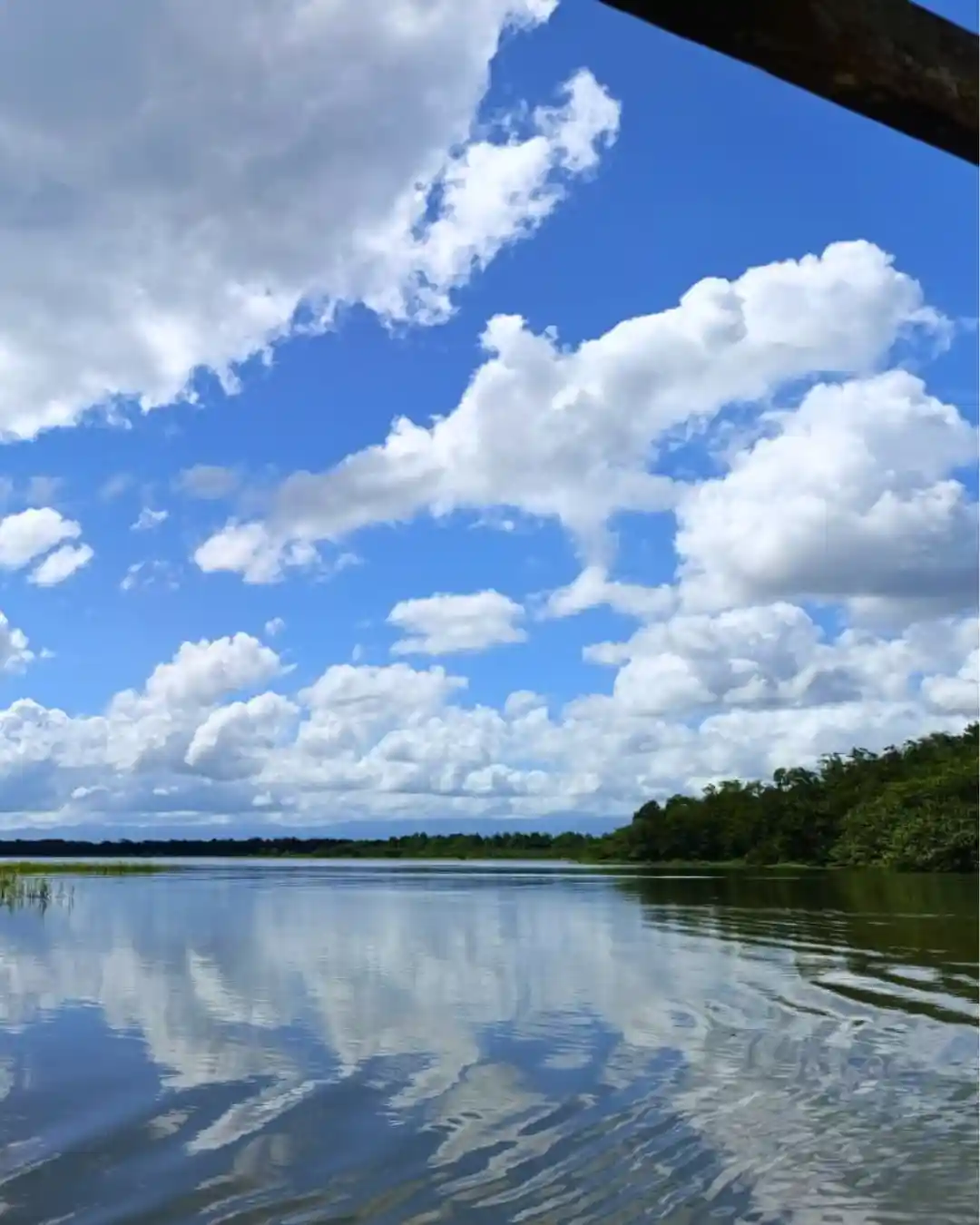 Lush primary rainforest canopy along the scenic Rio Frio wetlands in Costa Rica