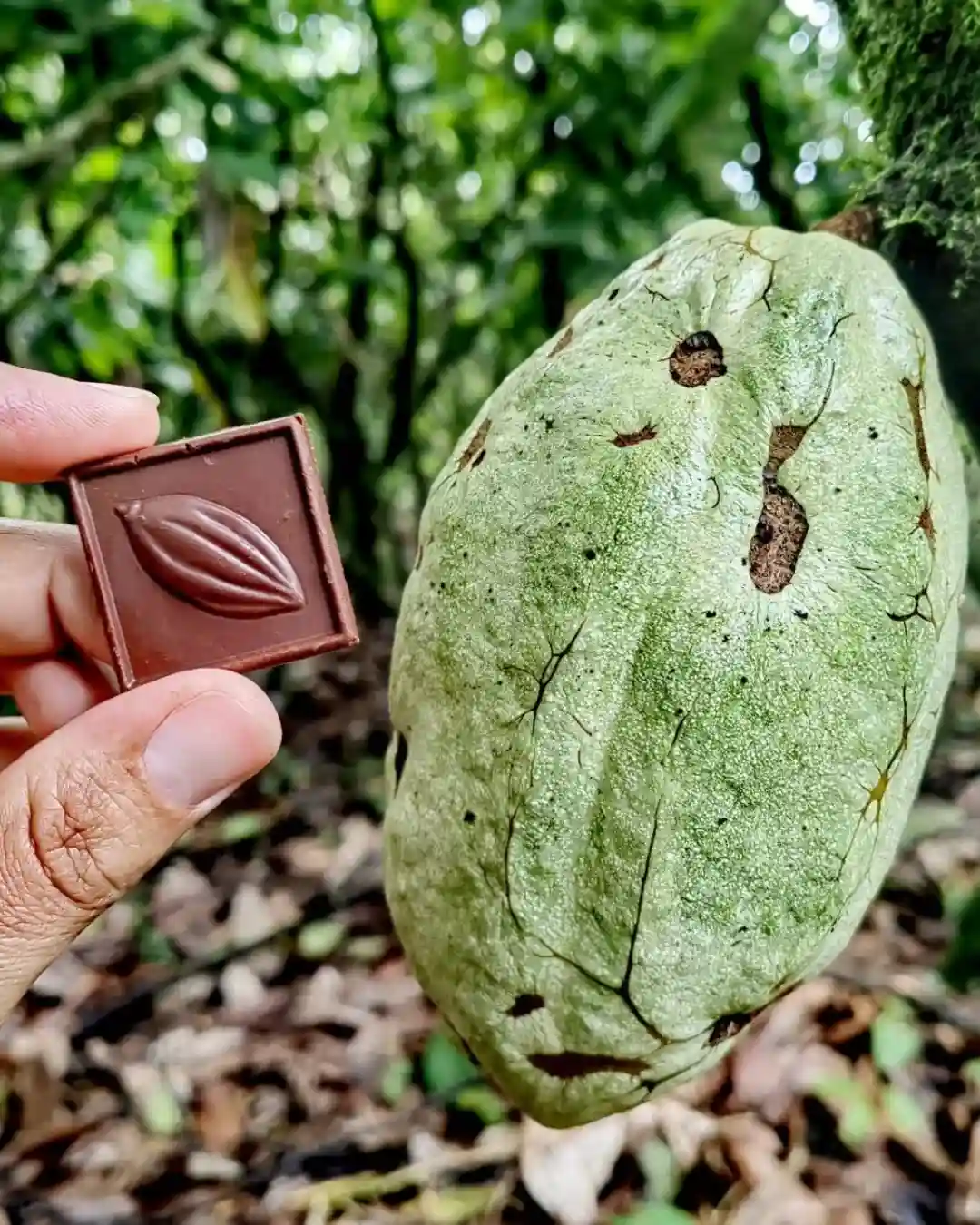 Traditional Organic Chocolate Tour Bean to Bar Farm