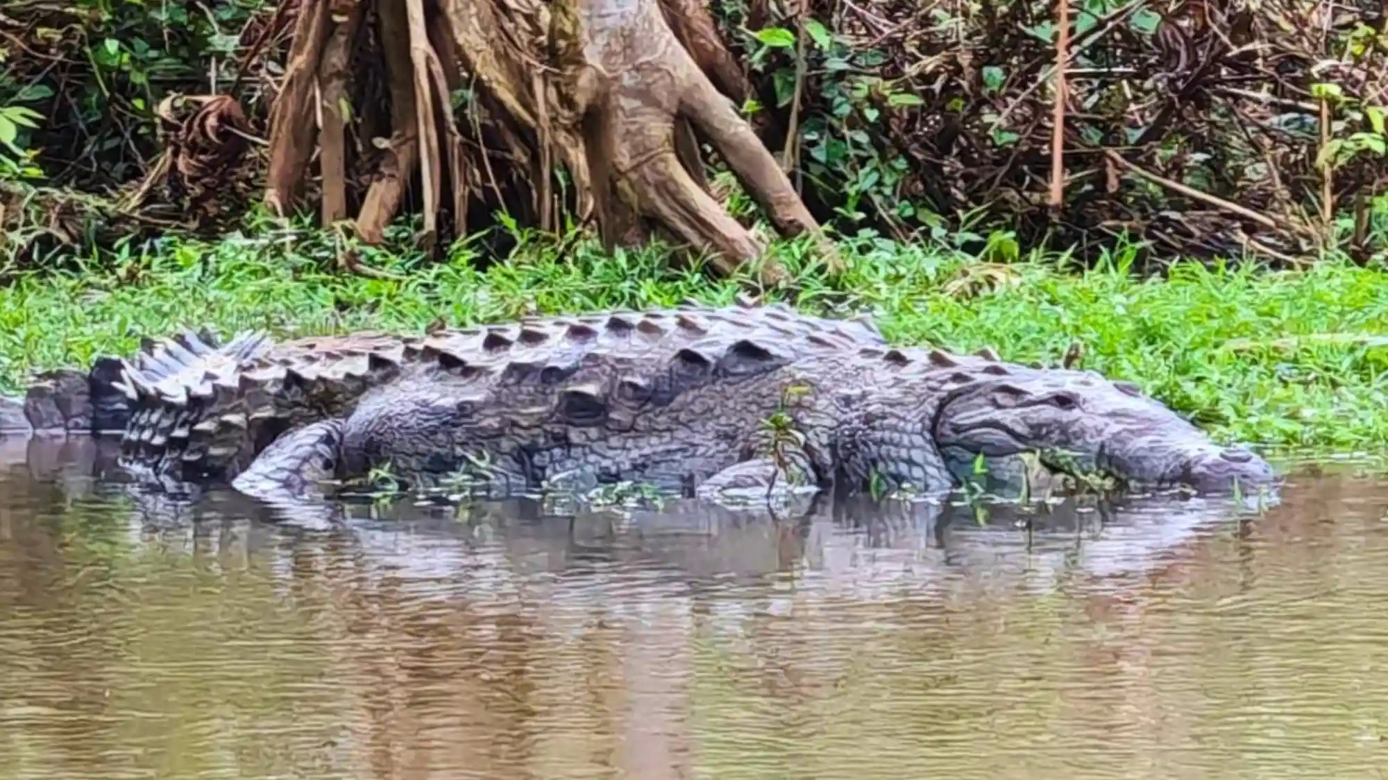 Private wildlife boat tour in the Caño Negro Wildlife Refuge, Costa Rica