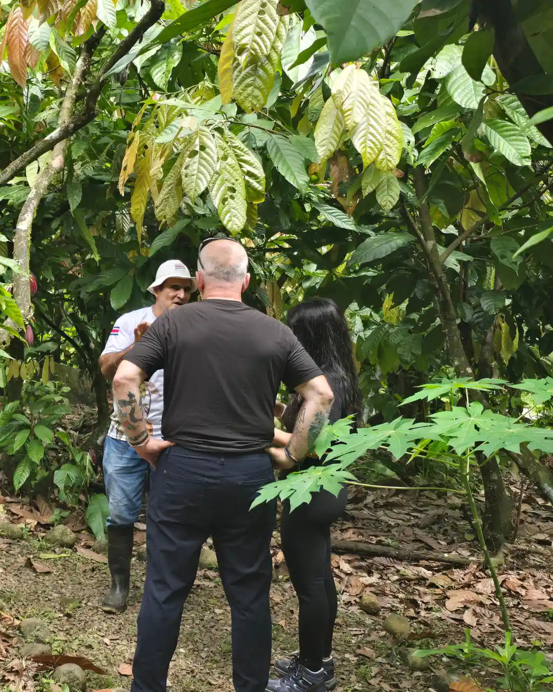 Explanation about how cacao trees are cultivated in Rio Celeste Chocolate Tour