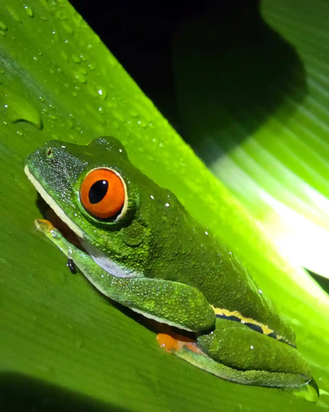 Iconic Red-eyed tree frog active at night on a rainforest leaf