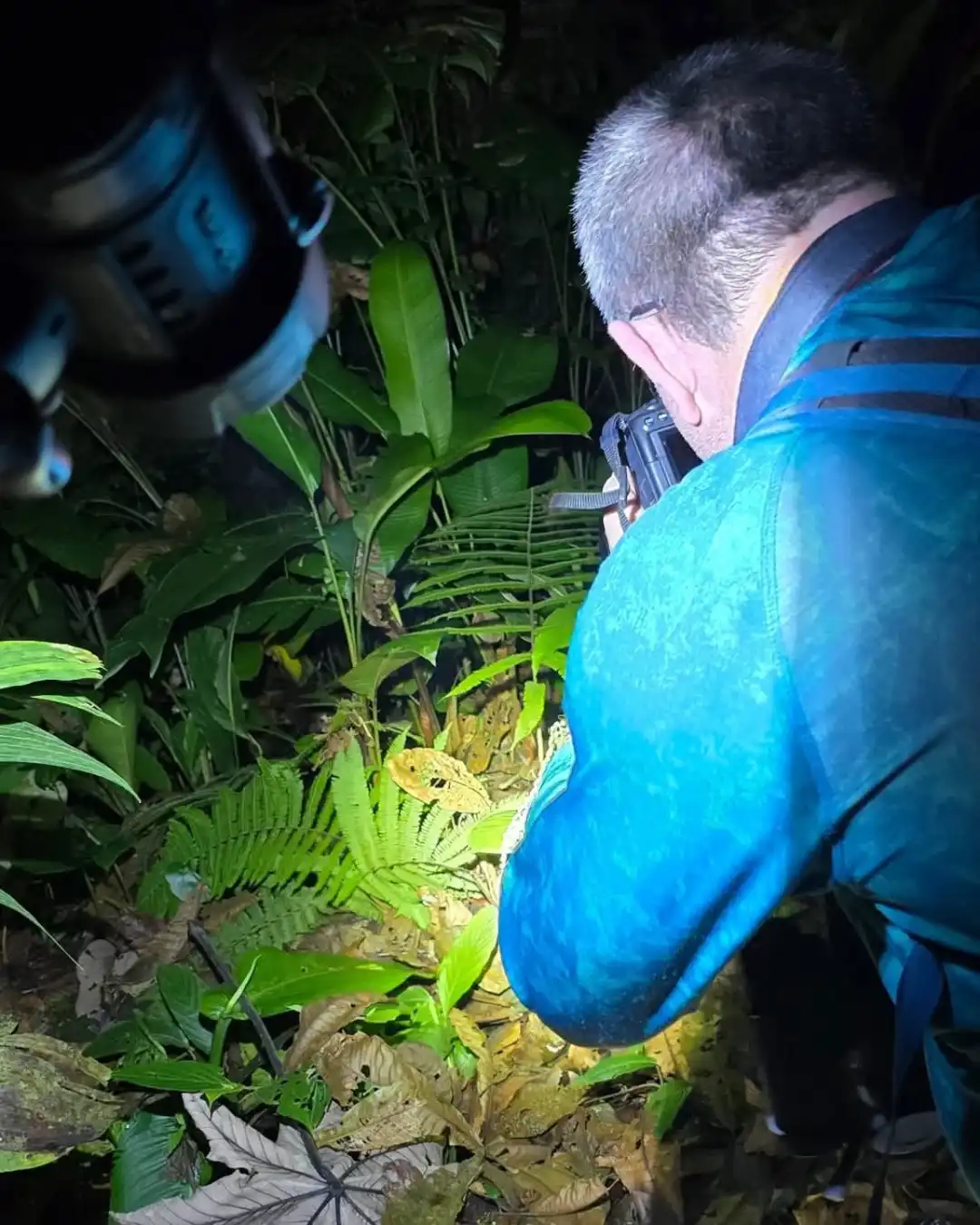 Spotting colorful tree frogs and sleeping birds using high-power flashlights
