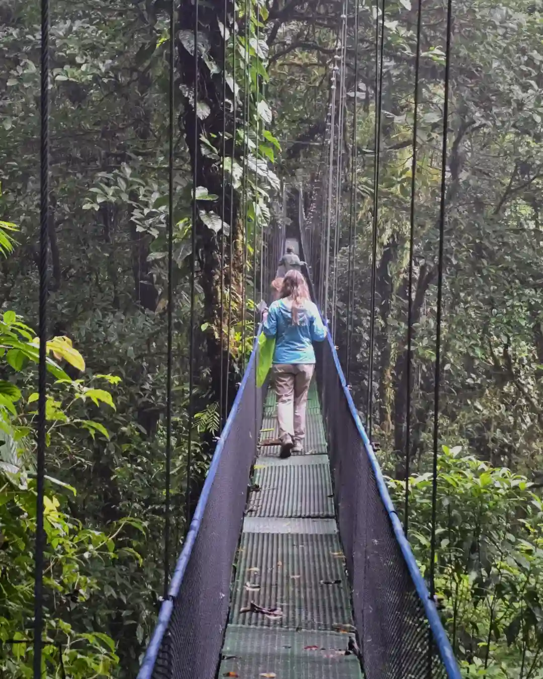 Private certified naturalist guide tracking sloths and exotic birds on suspension bridges near Rio Celeste