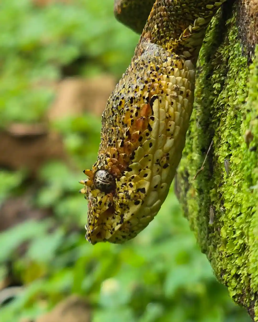 Exotic Wildlife Spotting during Rio Celeste Hike