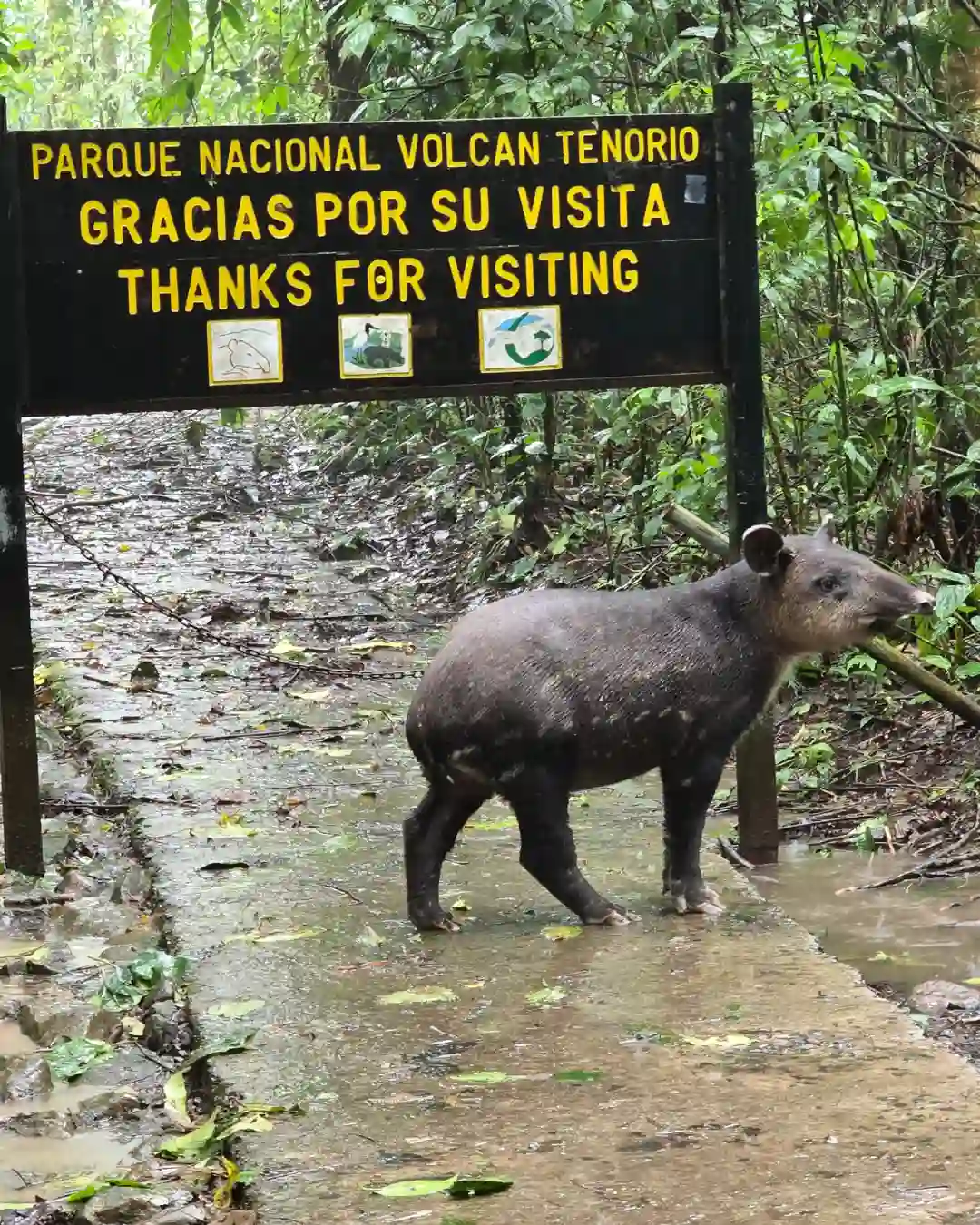 Exotic Tapir Wildlife Spotting during Rio Celeste Private Hike
