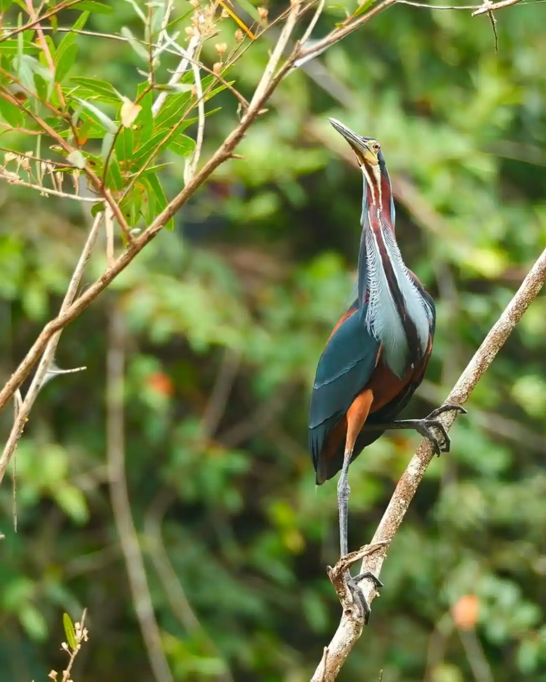 Birdwatchers exploring Agami Island Nature Reserve near Rio Celeste