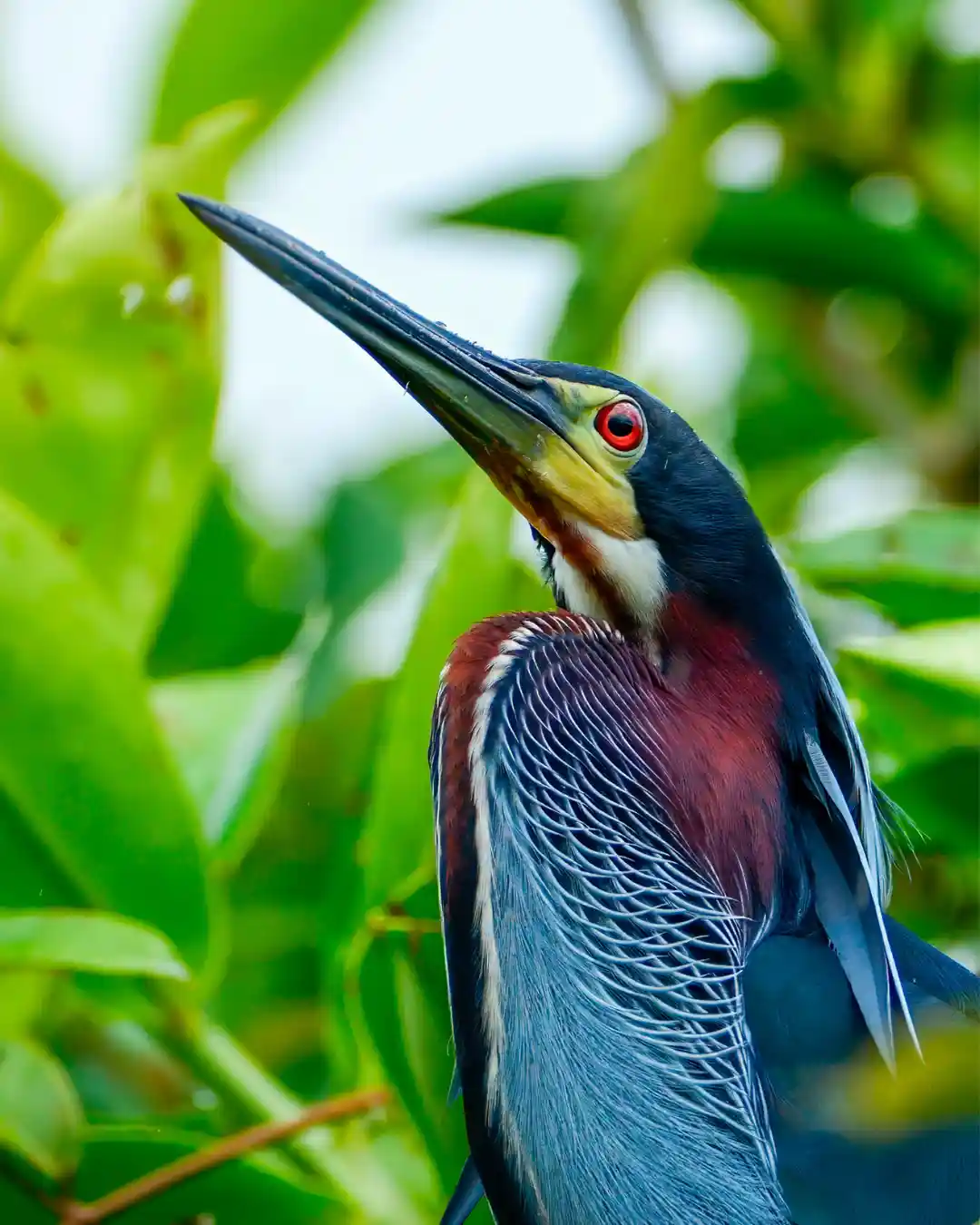 Agamia agami heron with metallic green and chestnut plumage at Agami Island Katira