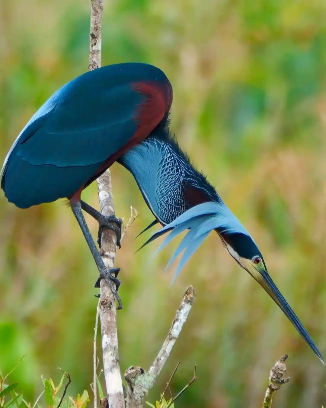 Agami Island birdwatching tour in Katira near Rio Celeste Agamia agami heron